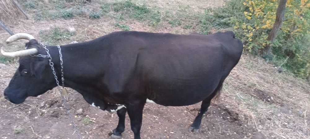 Vacă bună de lapte