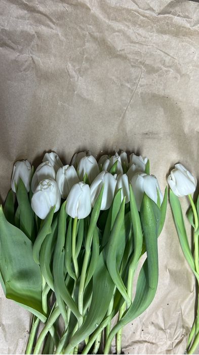 Тюльпаны только оптом