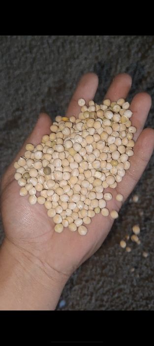 Продам горох россыпью