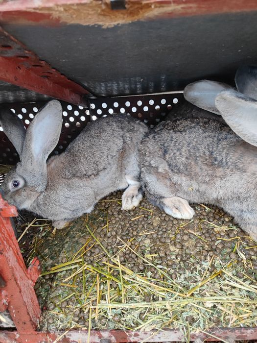 Pui Urias german de vazare