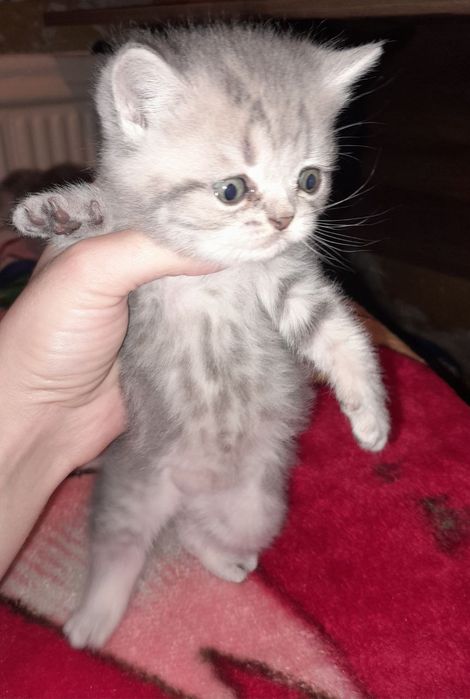 Продам прекрасных котят