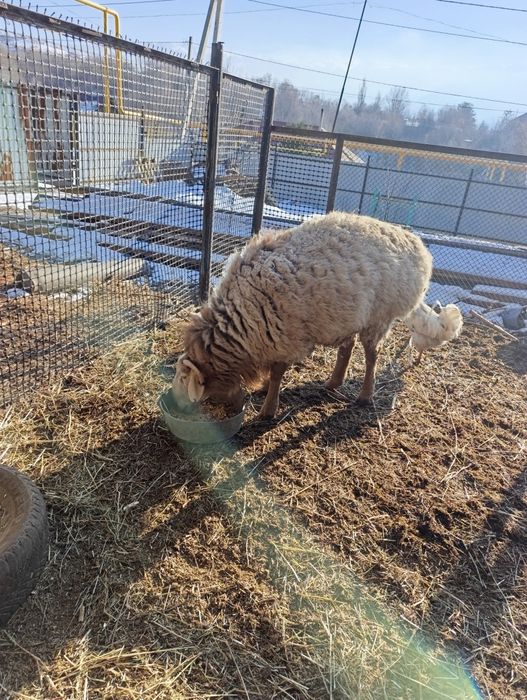 Продам отличного кошкара на племя