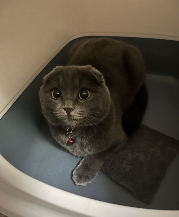 Шотландский вислоухий