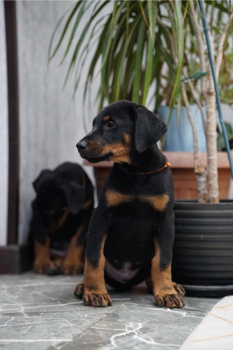 Щенки добермана на проджу