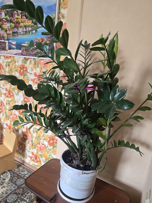 ЗаЗамиокулькас он же долларовое дерево.