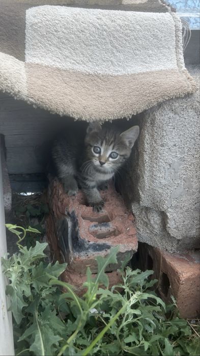 Отдам котят даром(бесплатно)