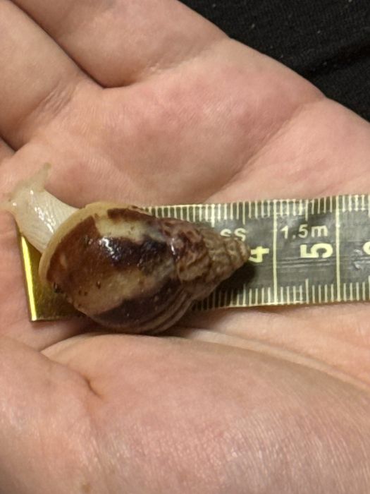 Ulitkalar sotiladi rodashka va fulikalar