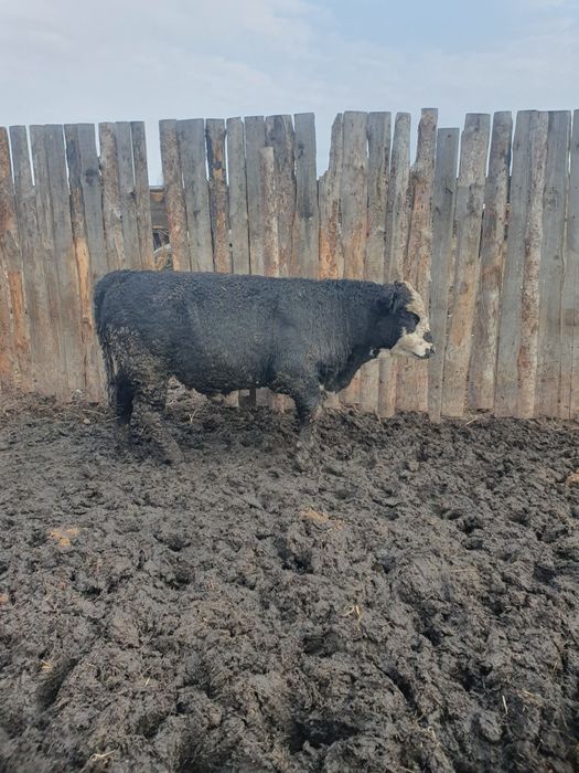 Быки) коровы) тёлки.