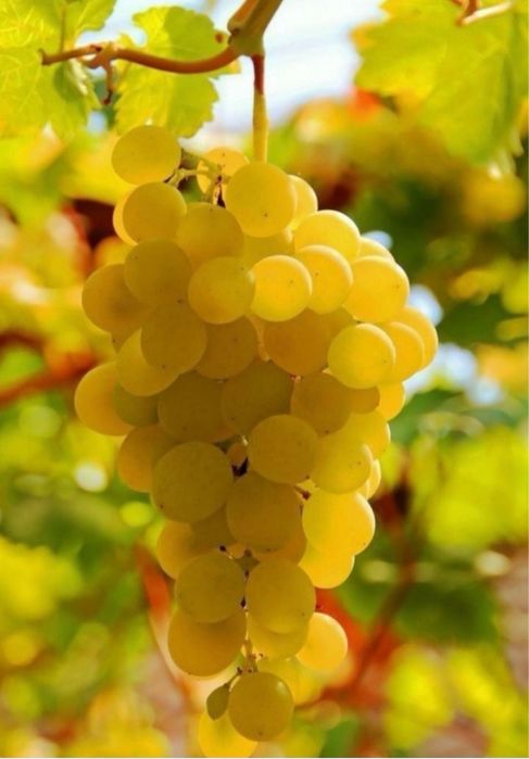 Vând struguri de vin