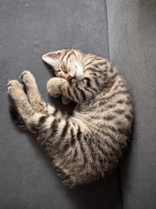 Отдам котенка в добрые руки