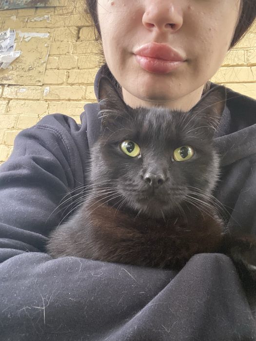 Срочно кошка ищет дом