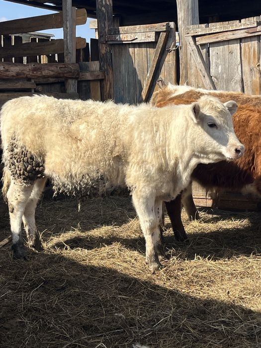 Продам бычков и телочку