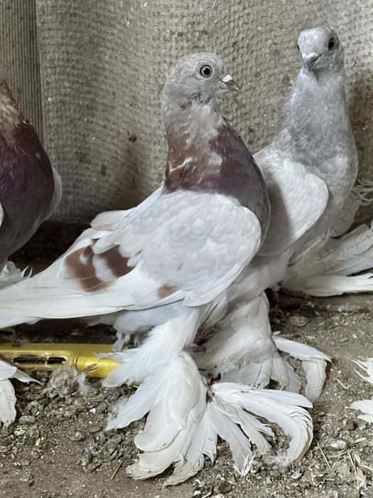 На продажу голуби с игрой