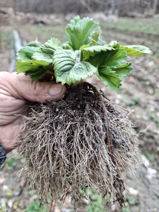 Разсад ягоди , малини и къпини