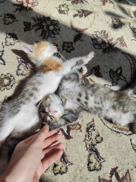 Hadiyaga beramiz uy mushugi latok biladi