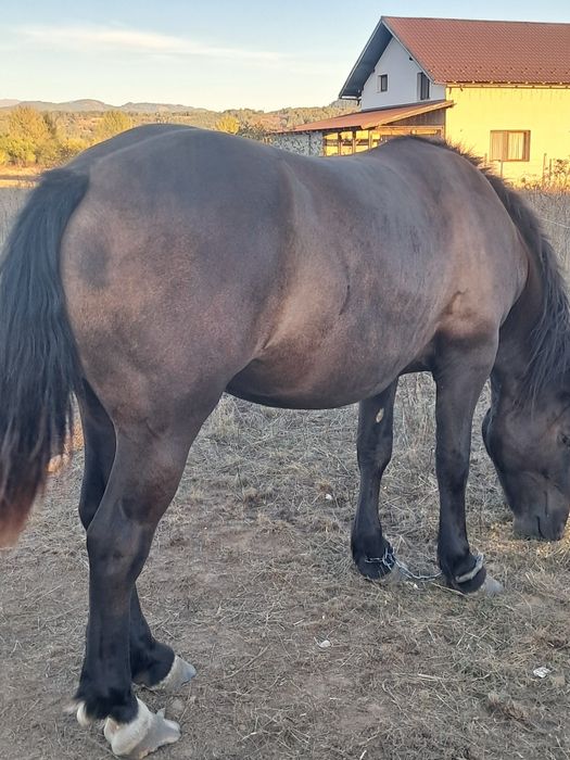 Manza de 2 ani de vânzare