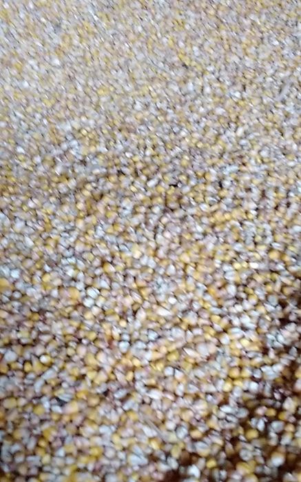 Vand porumb boabe recolta 2025