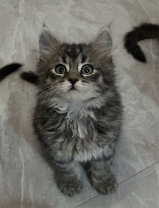 Котята ищут своих хозяев