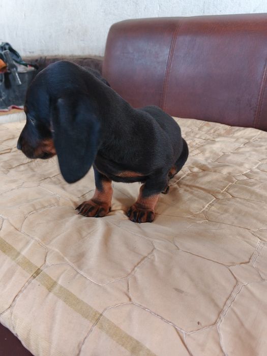 Продам щенка Таксы