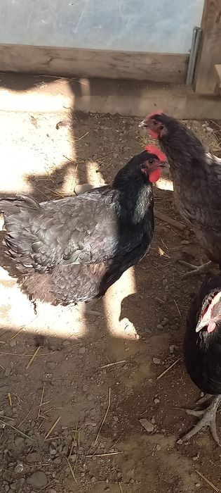 Продам кур Джерсийский гигант