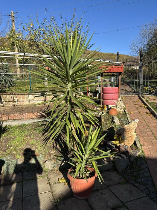 Продажба на Палми! Цена по договаряне!