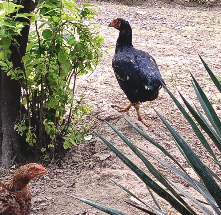 Dakan tovuqlar sotiladi