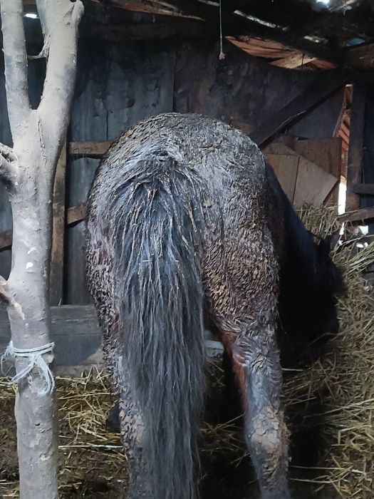 Armăsar de vânzare