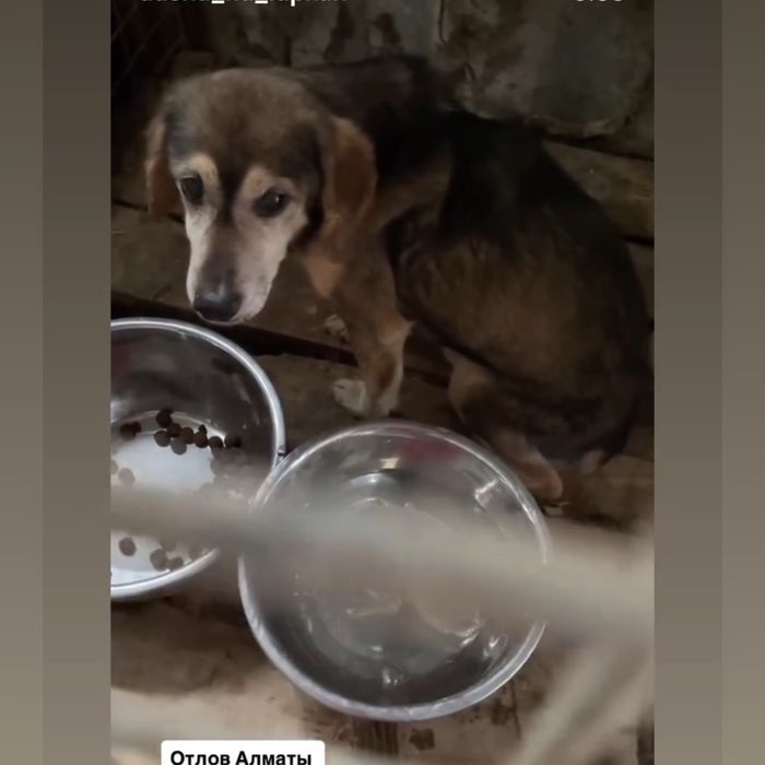 Собака в добрые руки