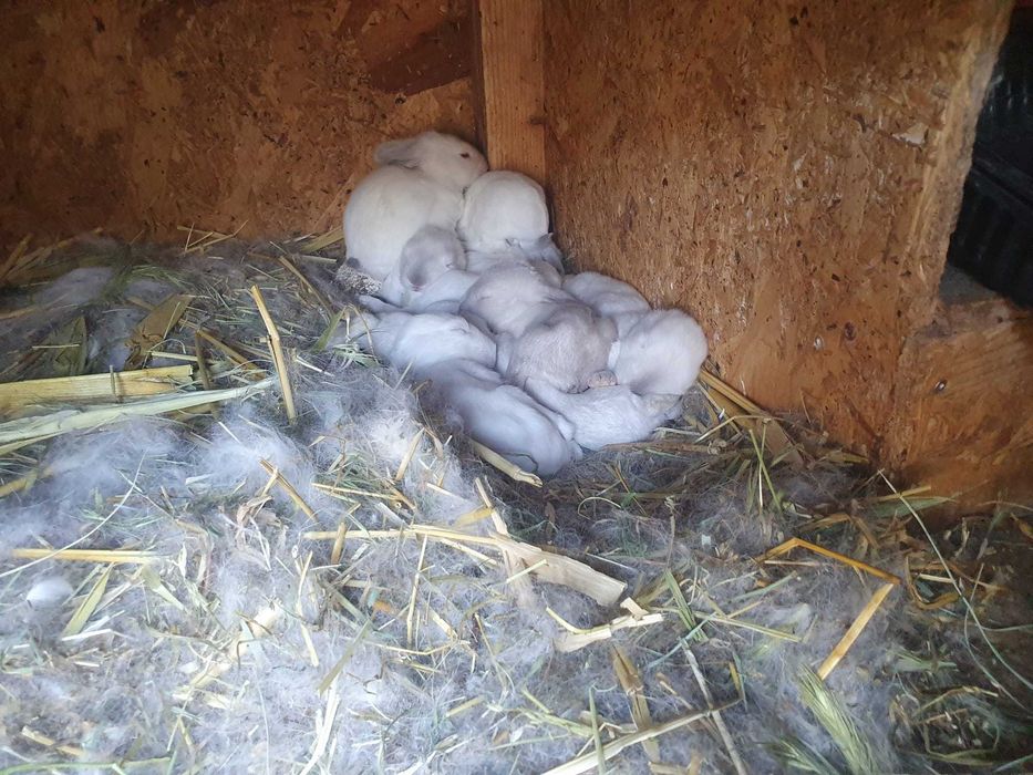 Vand iepuri de talie mare albi si negri, mici si adulti din rasa Urias de Transilvania
