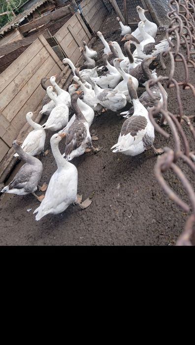 Gaste tinere de vanzare