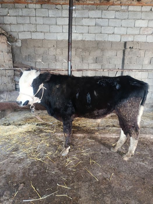 Еркек буқа сатылады