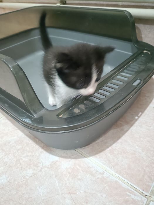 Пародистые котята. МЫСЫК