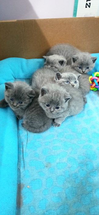 Британски късокосмести котенца