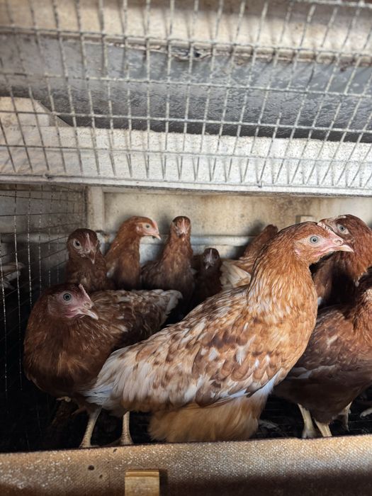 Продаю Куры Ломан Браун