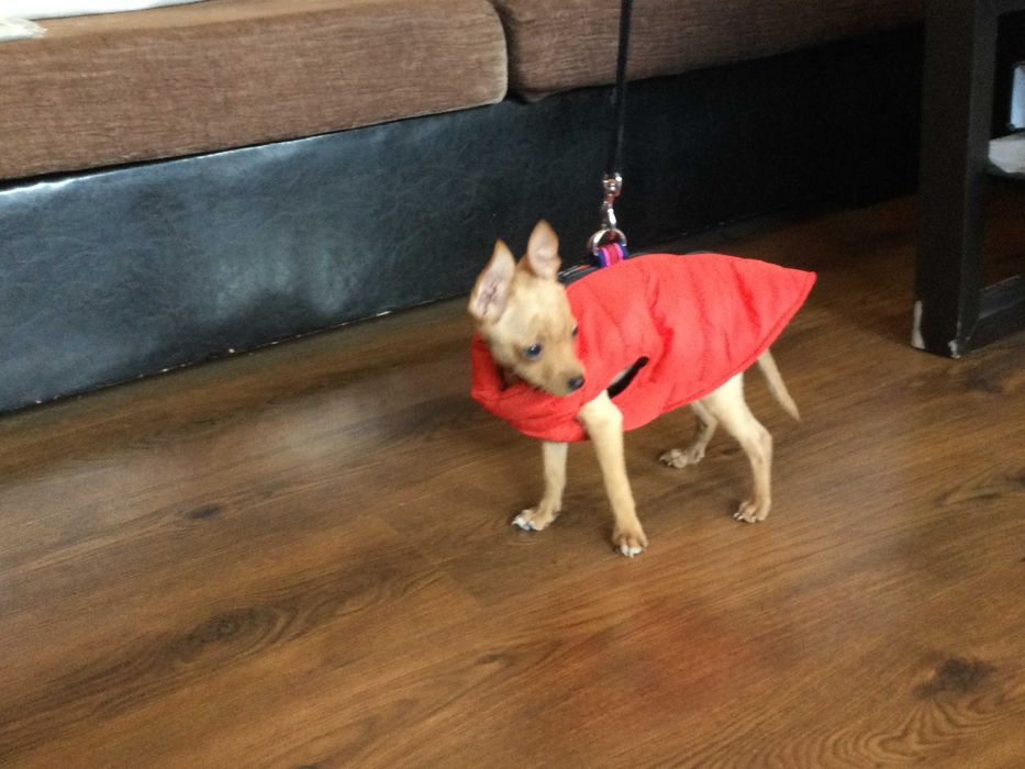 НОВ топъл червен зимен елек / грейка за куче от Италия S, M и L размер