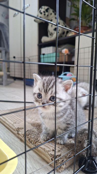 Породистые котята 40
