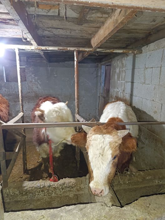 Продам бычки годавалые.