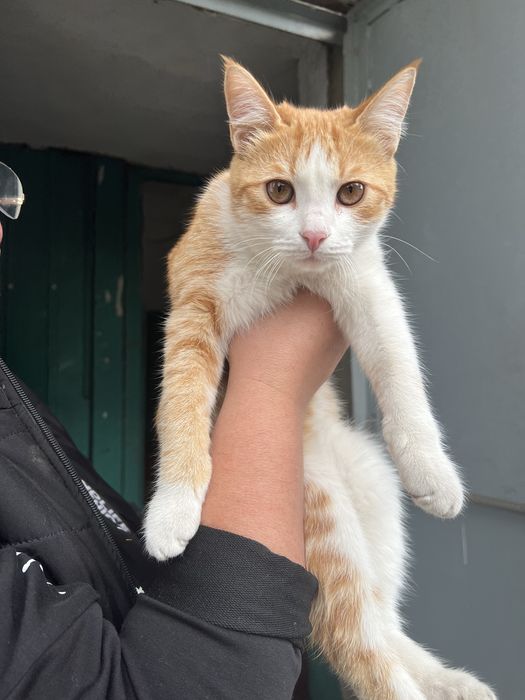Отдам котика в хорошие руки