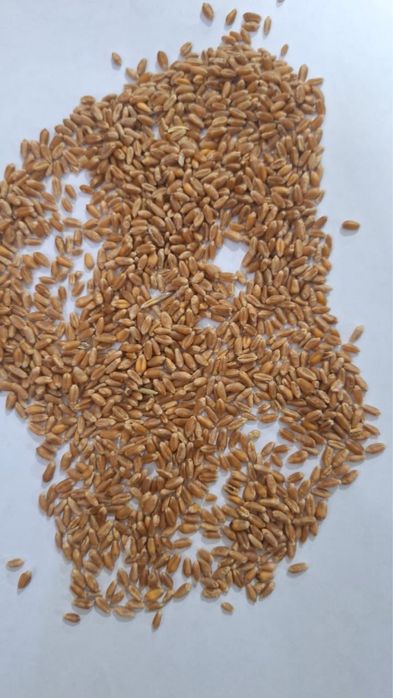 Продаю пшеницу, ячмень и овёс оптом