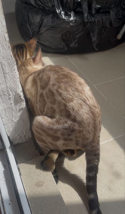 Бенгалский кот на вязку
