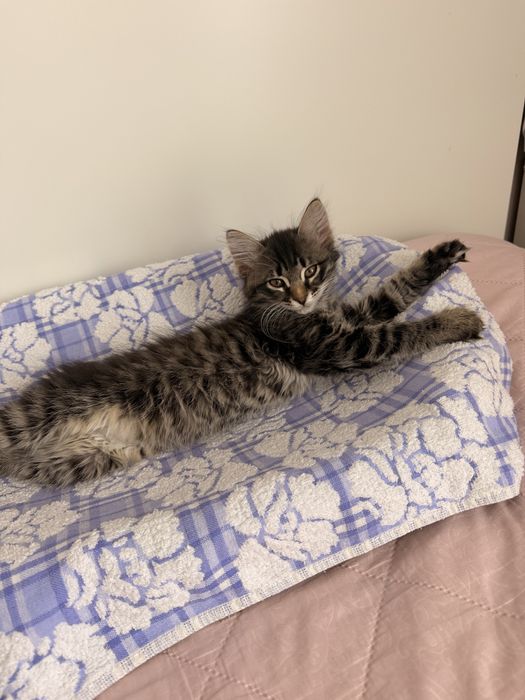 Котенок в добрые руки