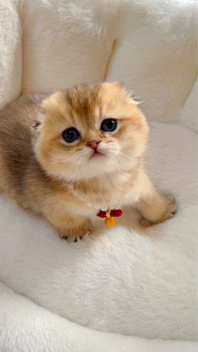 Золотая шиншилла элитный фолд