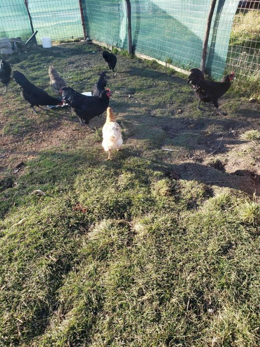 Cocoși Negri Austrolopi 7 luni