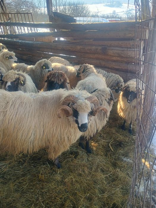 Vând oi bune de tinut