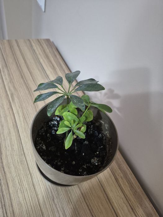 Стайни саксийни цветя