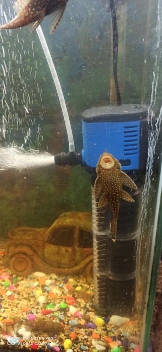 Продаются домашние сомики-анцитрусы