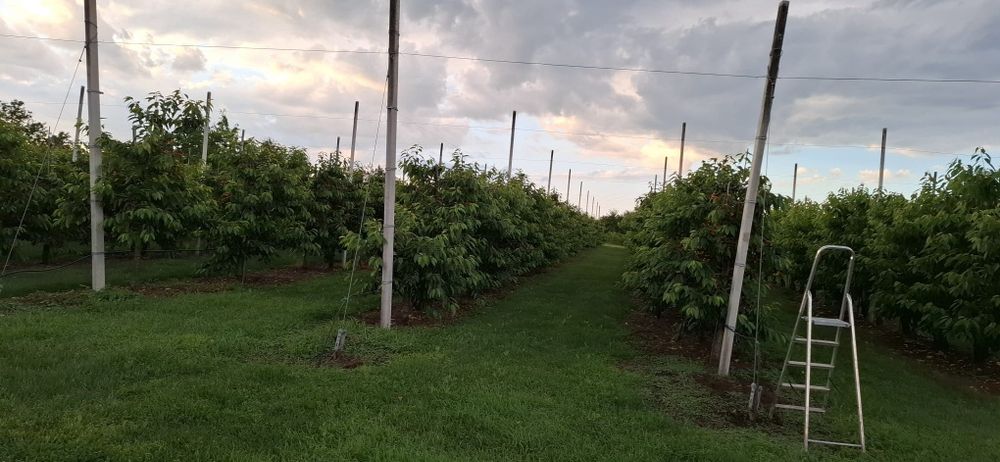 Cireșe de vânzare OFERTĂ, livadă proprie
