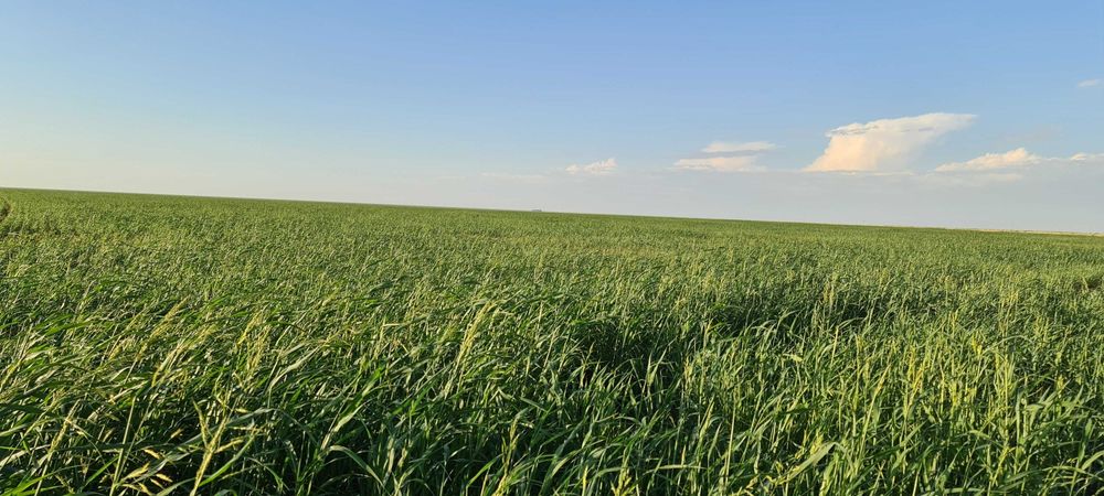 Сено суданская трава