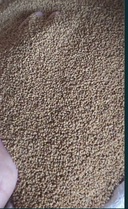 Жонышка урык Жоңышқа ұрық