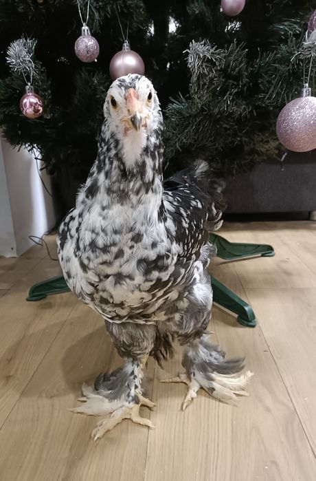 Pui Brahma Splash , Portelan